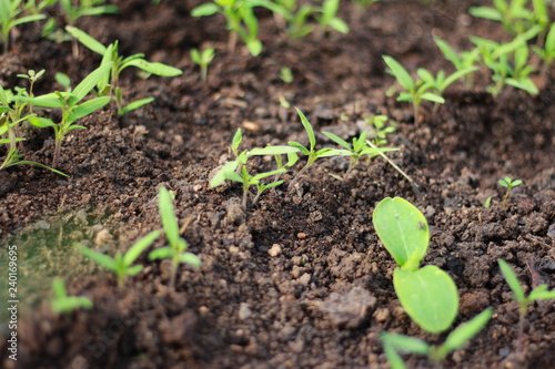 young plant in soil