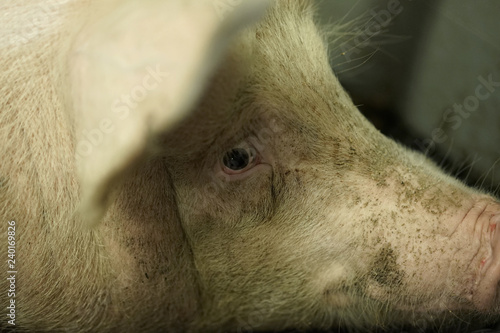 Wallpaper Mural Up close with a pig. Torontodigital.ca