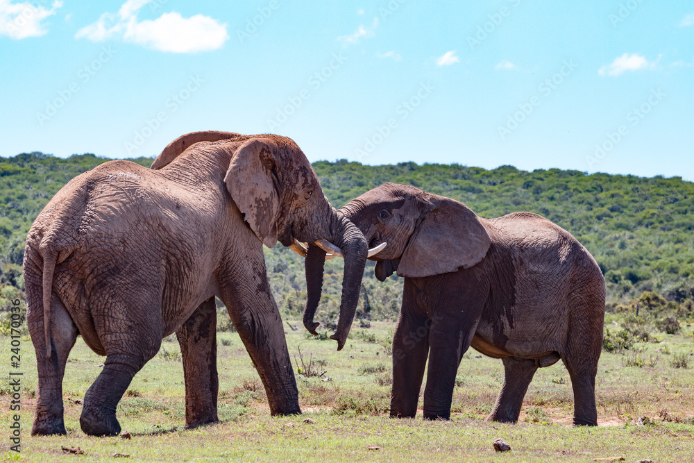 Obraz premium Zwei kämpfende Elefanten im Addo Nationalpark in Südafrika