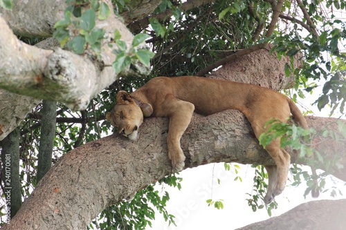 Baumlöwe - Liegende Löwin im Baum Afrika