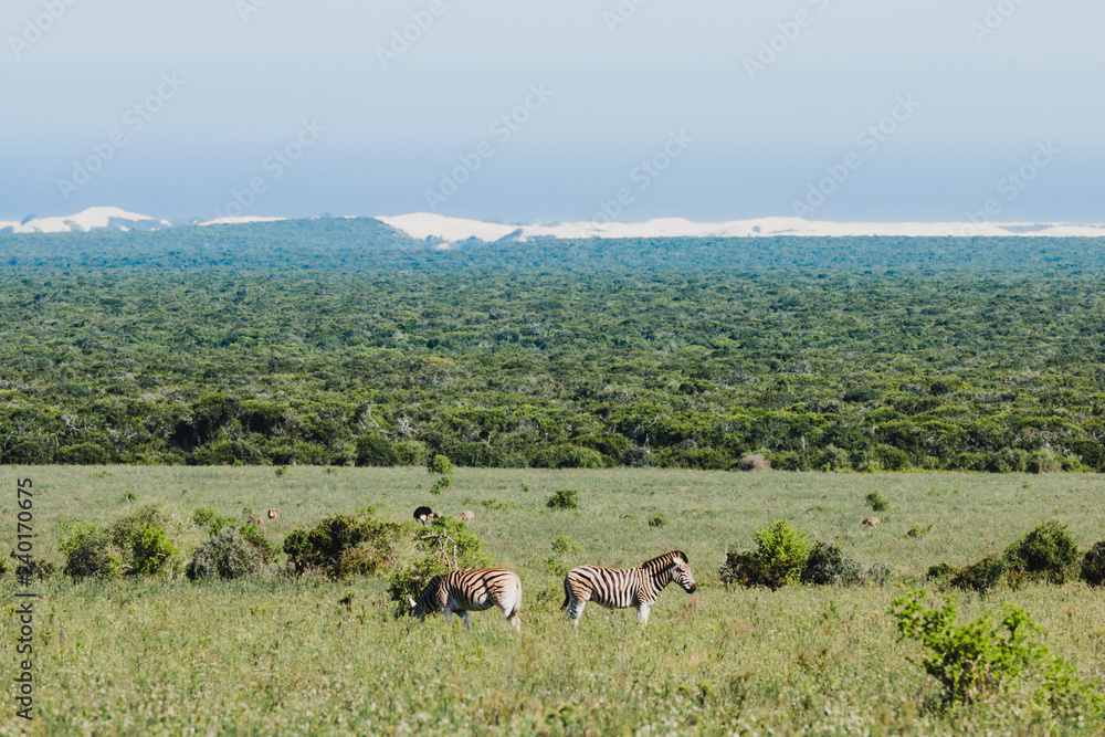Zebraherde im Addo Nationalpark in Südafrika