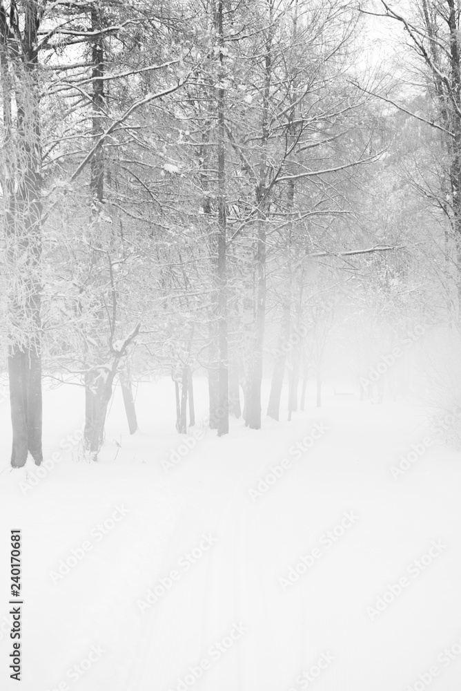 winter landscape winter landscape