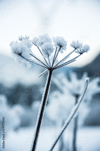 Wallpaper Mural ice crystal Torontodigital.ca