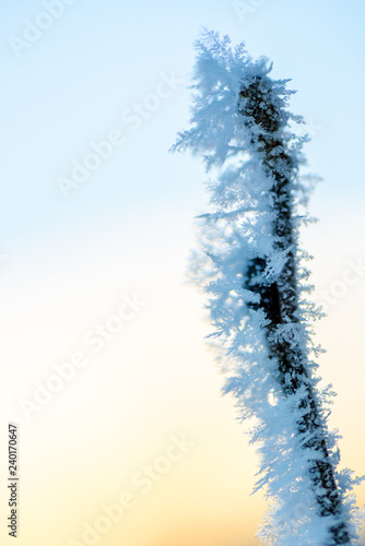 Wallpaper Mural ice crystal Torontodigital.ca