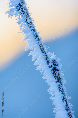 Wallpaper Mural ice crystal Torontodigital.ca