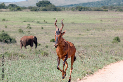 Südafrikanische Kuhantilope im Addo Nationalpark in Südafrika