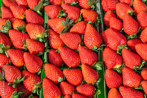 Fresh strawberries  from farm direct to outdoor market 