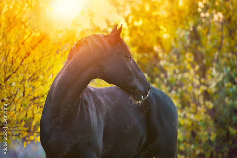 Fototapeta premium Black horse portrait in autumn landscape at sunset