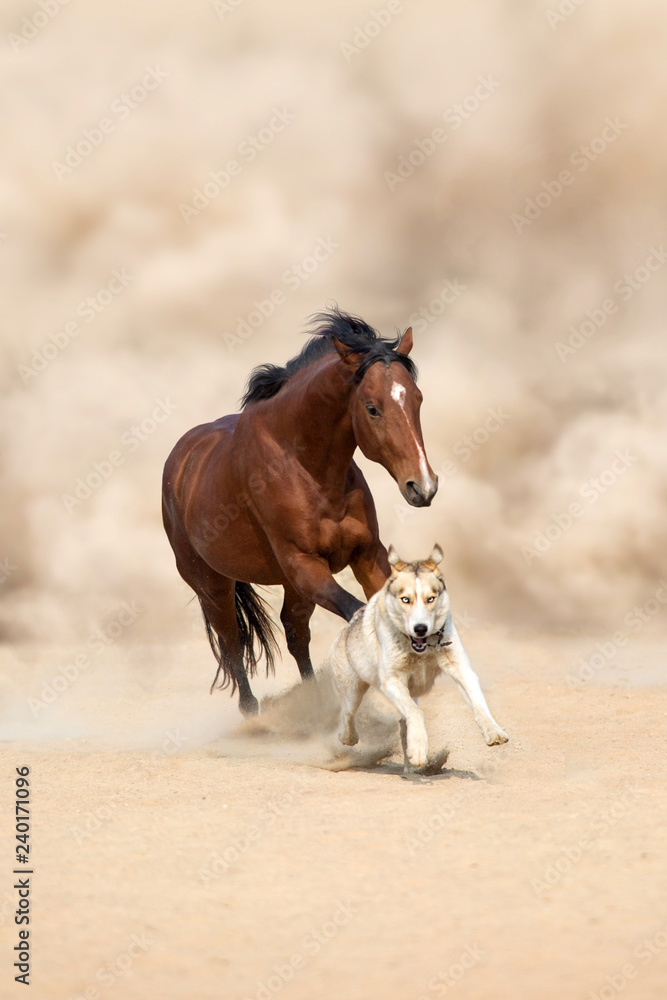 Fototapeta premium Horse run with dog in desert dust