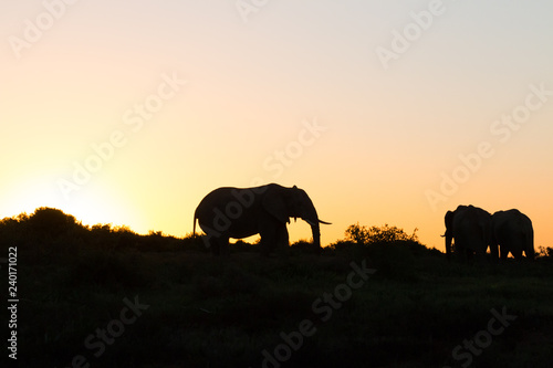 Silhouette einer Elefantenfamilie im Addo Nationalpark in Südafrika