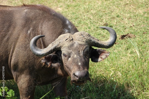 Büffel Nahaufnahme - Profil - Afrika