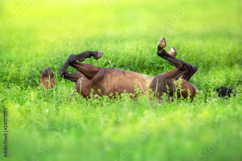 Fototapeta Naklejka Na Ścianę i Meble -  Bay horse roll on back on green spring grass