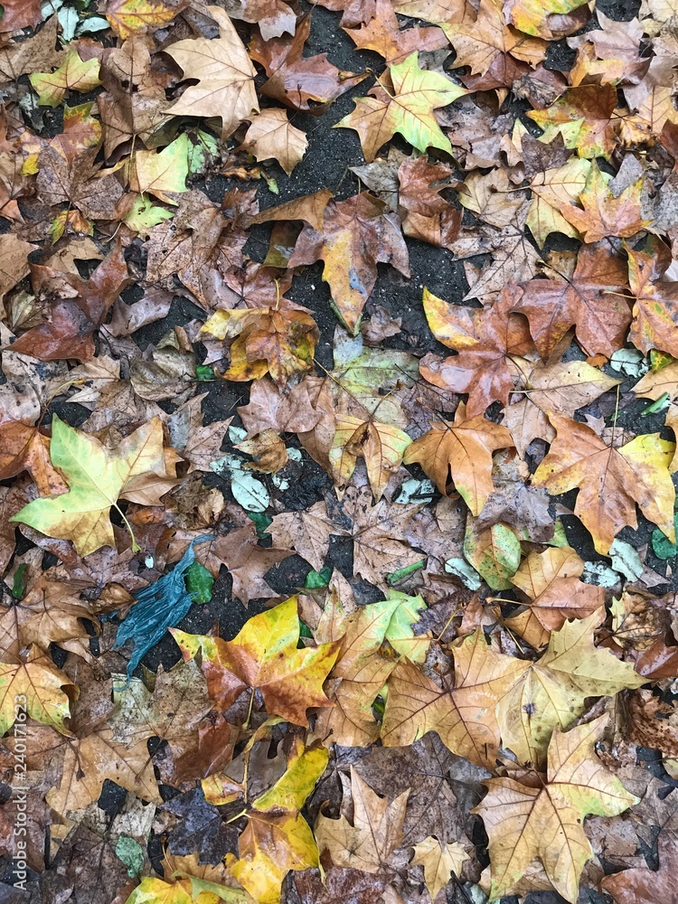 autumn leaves on the ground autumn leaves on the ground