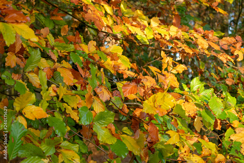 Bäume Äste mit Blättern in Herbstfarben. Standort: Deutschland, Nordrhein-Westfalen Bäume Äste mit Blättern in Herbstfarben. Standort: Deutschland, Nordrhein-Westfalen