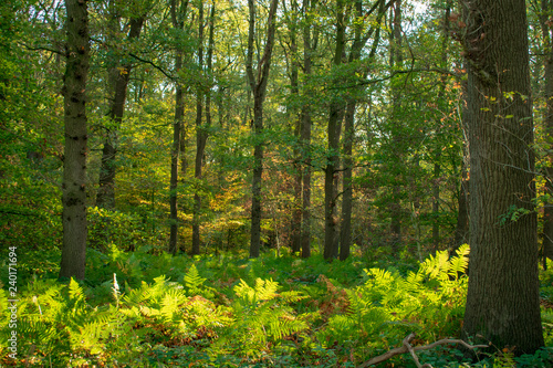 Wald in prächtigen Farben mit Farnen der den Boden bedeckt. Standort: Deutschland, Nordrhein-Westfalen