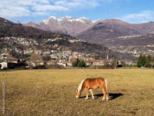 village with grazing horses