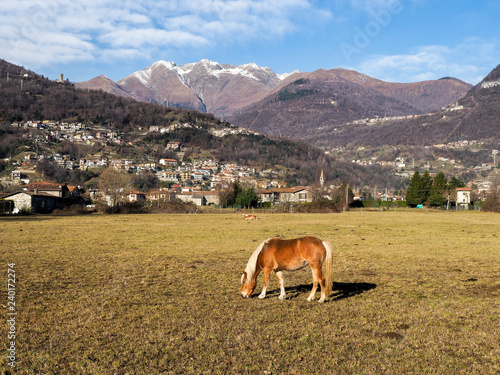 village with grazing horses