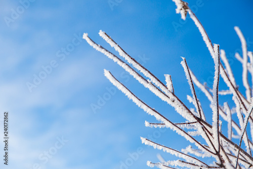 White snowy branches of the tree in the winter forest on blue sky background