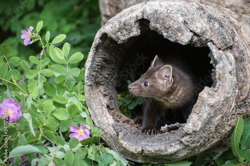 Pine Marten Kit Peeking out of a Hollow Log