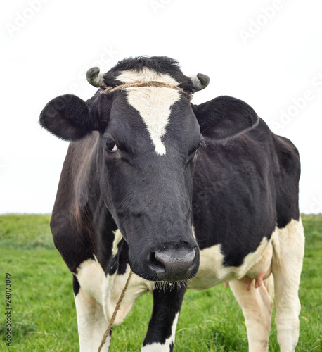 Cow portrait in a pasture. Cow on the background of green field. Beautiful funny cow on cow farm grazing on the field.