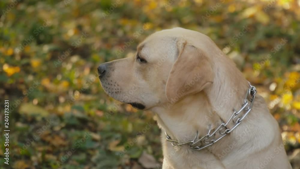 dog breed Labrador in the park dog breed Labrador in the park