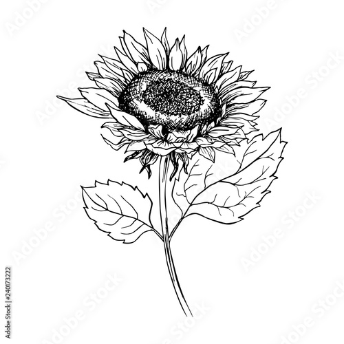 Sunflower hand drawn vector illustration. Floral ink pen sketch. Black and white clipart. Realistic wildflower freehand drawing. Isolated monochrome floral design element. Sketched outline