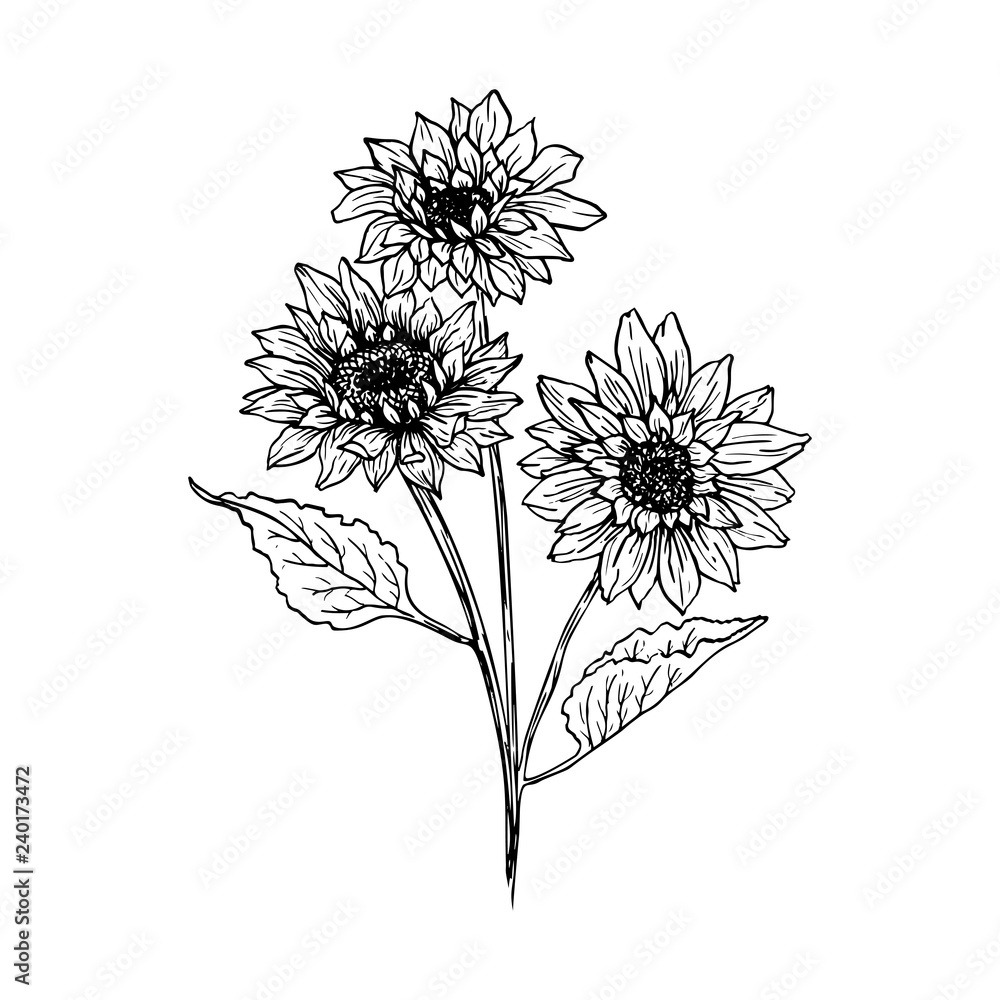 Sunflower hand drawn vector illustration. Floral ink pen sketch. Black and white clipart. Realistic wildflower freehand drawing. Isolated monochrome floral design element. Sketched outline