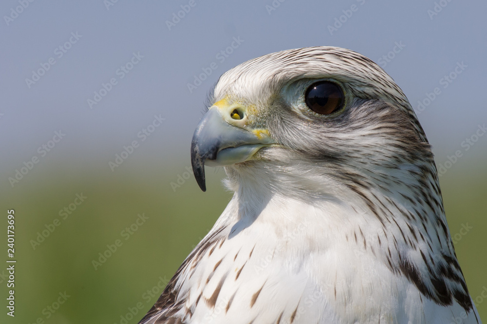 Gyrfalcon (Falco rusticolus) Gyrfalcon (Falco rusticolus)