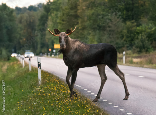 moose crossing the road