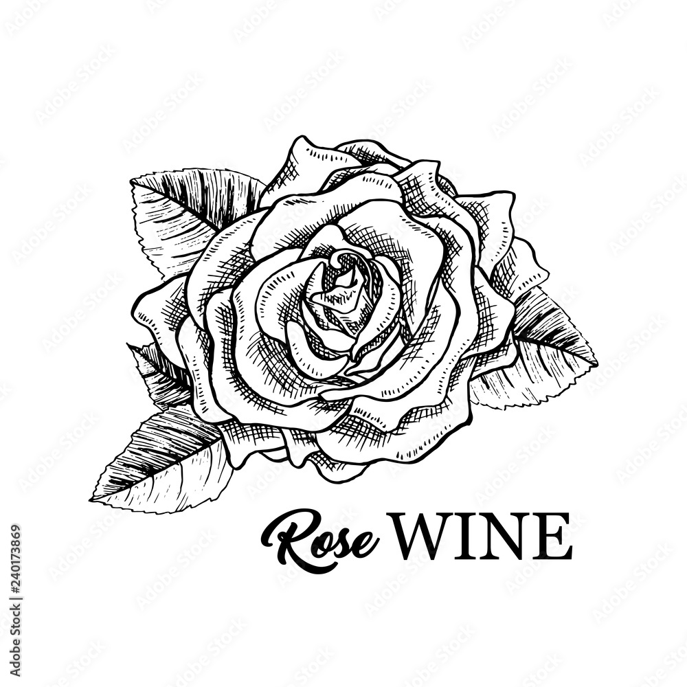Rose Wine flower hand drawn vector illustration. Floral ink ...