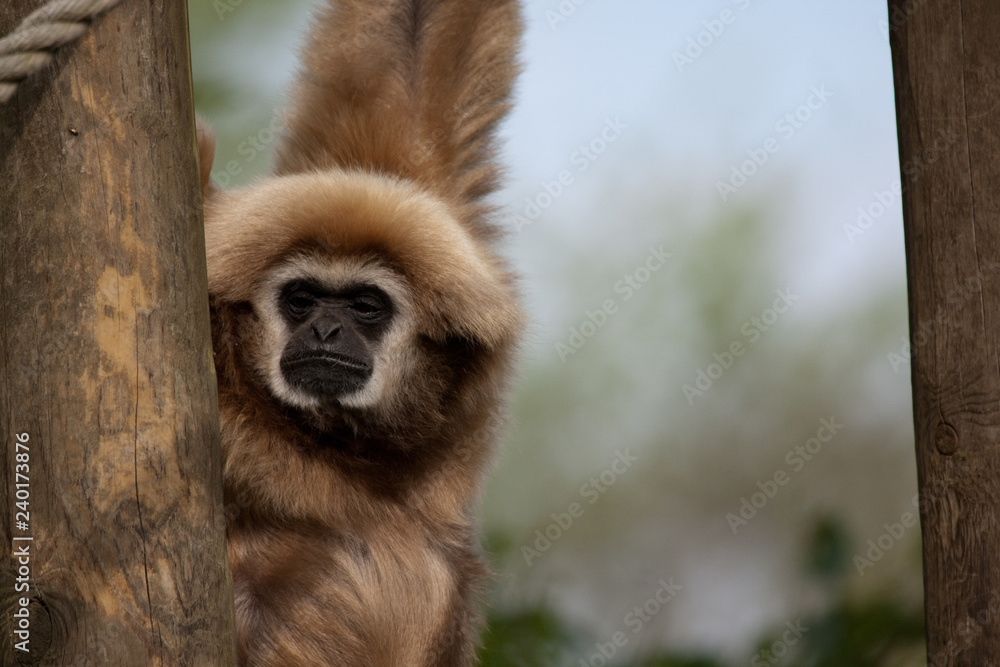 Naklejka premium Lar Gibbon (Hylobates lar)