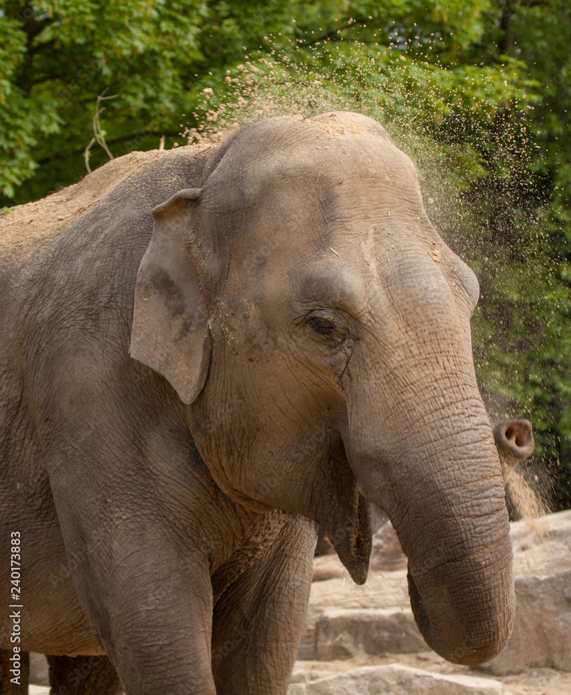 Fototapeta premium Asian Elephant (Elephas maximus)