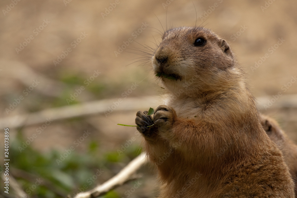 Prairie dogs (Cynomys) Prairie dogs (Cynomys)