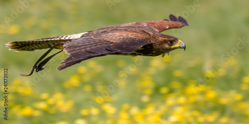 Harris's Hawk (Parabuteo unicinctus) in flight