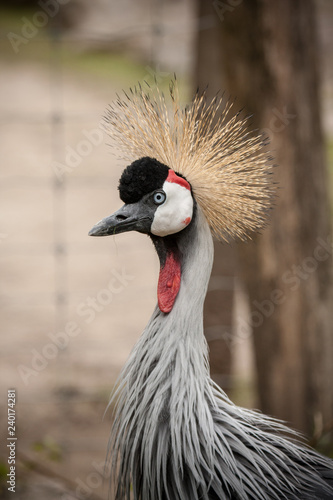 Head of the Grey Crowned Crane