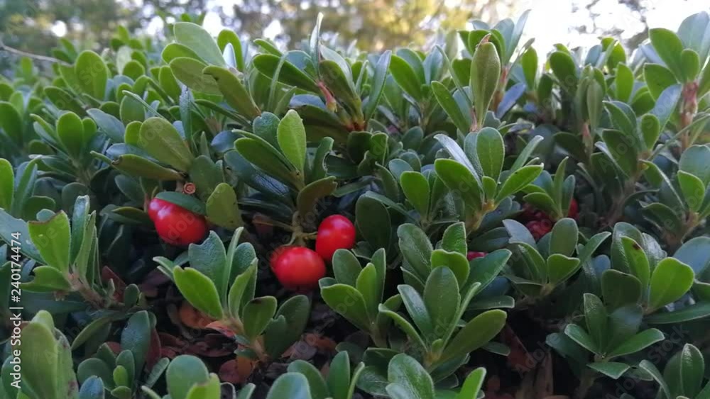 Frutos rojos entre hojas de la planta Gayuba Uva Ursi