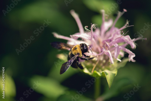 bee on a monarda flower © Amy Buxton