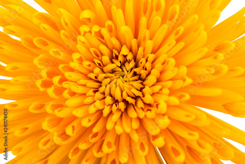 chrysanthemum isolated