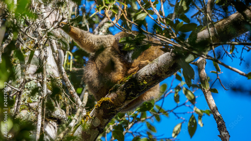 Fototapeta premium Common Brown Lemur