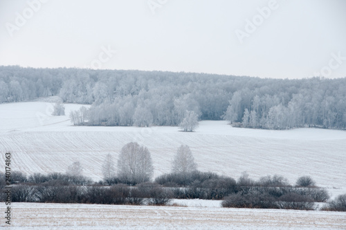 Winter landscape with field and forest