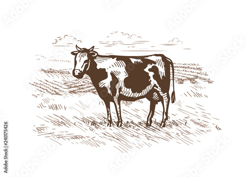 Cow grazing in the meadow. Milk, beef logo or label. Vintage sketch vector