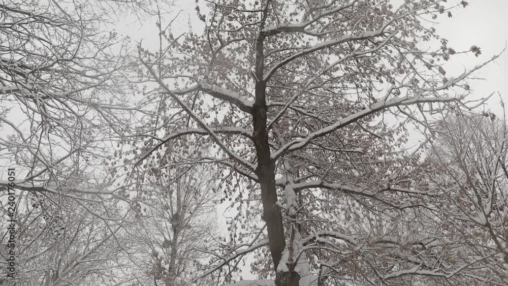 Snowy trees in the park. Snowy weather Snowy trees in the park. Snowy weather