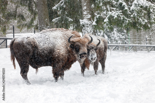 bison in Bialowieza Forest, Hajnowka, Podlaskie region, Poland © Maciej