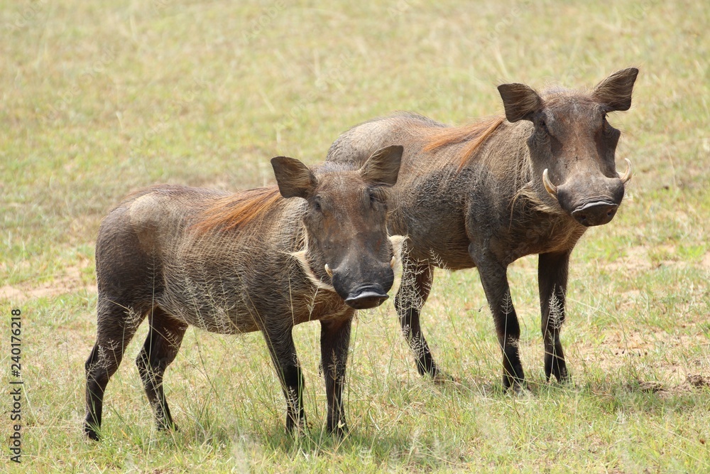 Warzenschwein in Afrika - Paar Warzenschwein in Afrika - Paar