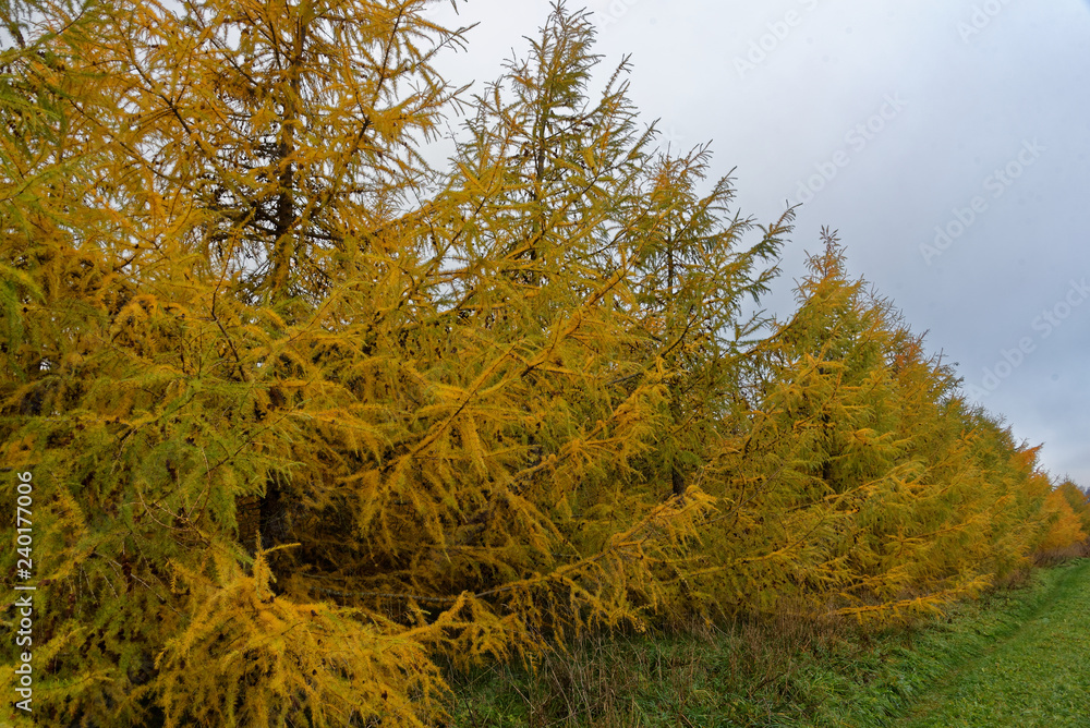 Fototapeta premium Larch trees