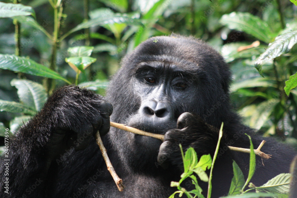 Fototapeta premium Wilde Berggorilla in Uganda - Afrika - Freilebend