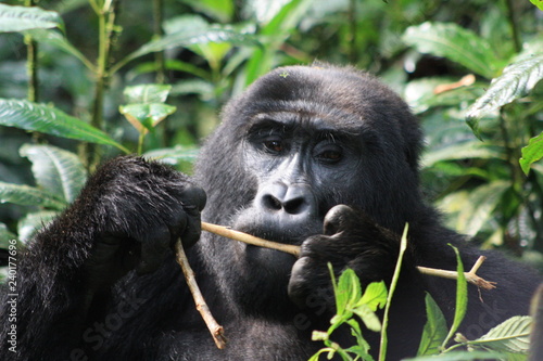 Wilde Berggorilla in Uganda - Afrika - Freilebend © Claudia
