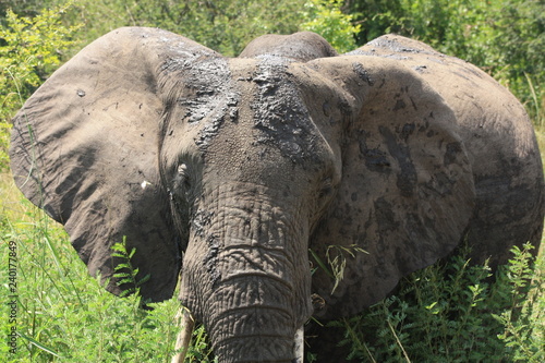 Elefanten Herde in Afrika Uganda - Elefantenbaby
