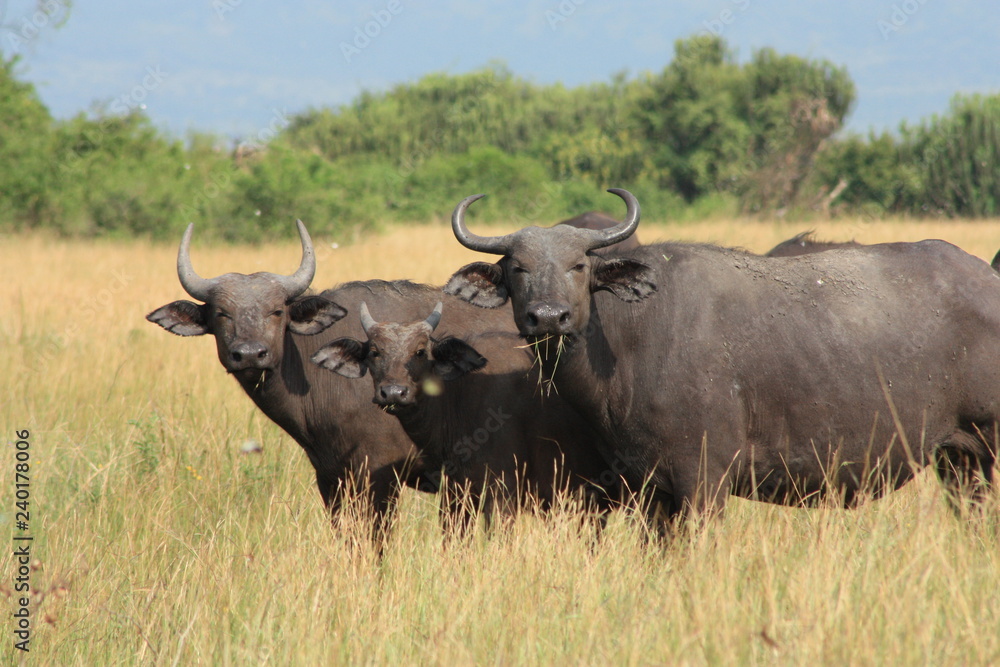 Drei Büffel blicken in die Kamera - Afrika
