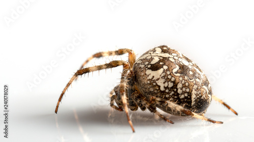 Araneidae Garden spider on the black background close up